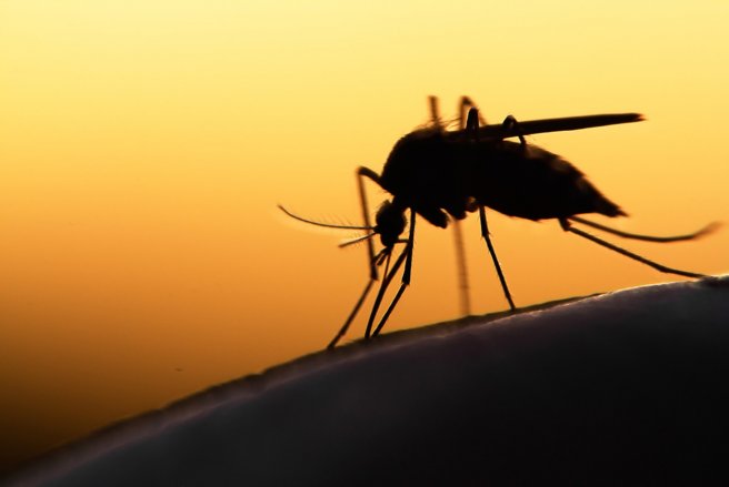 Des insecticides ont été pulvérisés autour de sa maison. © Shutterstock