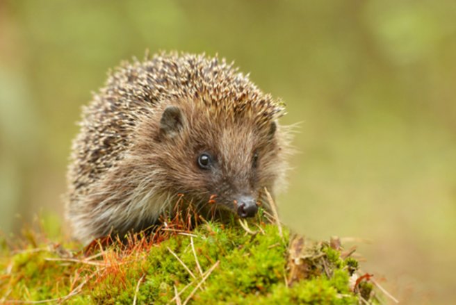 Le hérisson est de plus en plus menacé de disparition en France - © Shutterstock