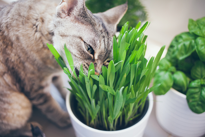 Pour permettre à son animal d'évoluer en intérieur en toute sécurité, il est essentiel de bien choisir ses plantes vertes.