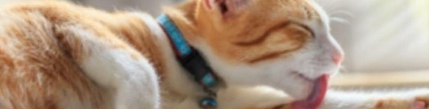 Comment Faire Pour Que Mon Chat Soit Propre