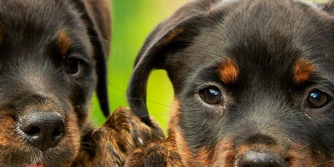 Est-il obligatoire de souscrire à une mutuelle pour son chien ?