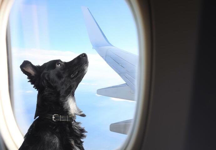 billet remboursé chien qui pète