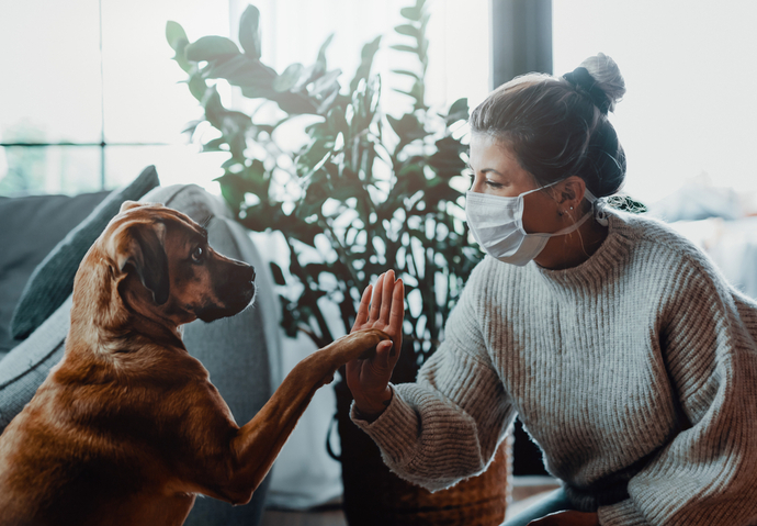 Covid-19 animaux Anses