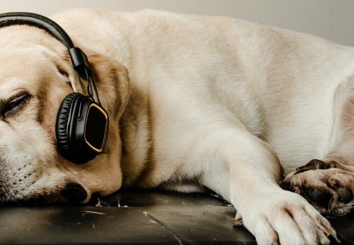 Chien musique