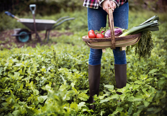 Gaspillage alimentaire potager