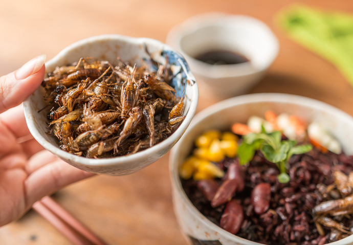 Assiette insectes