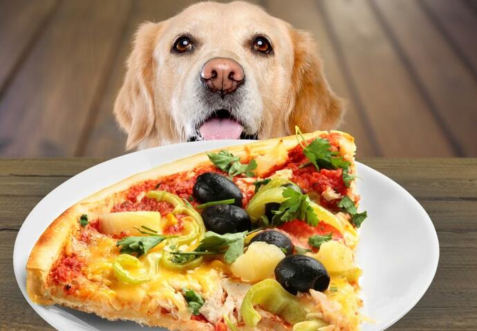 Chien