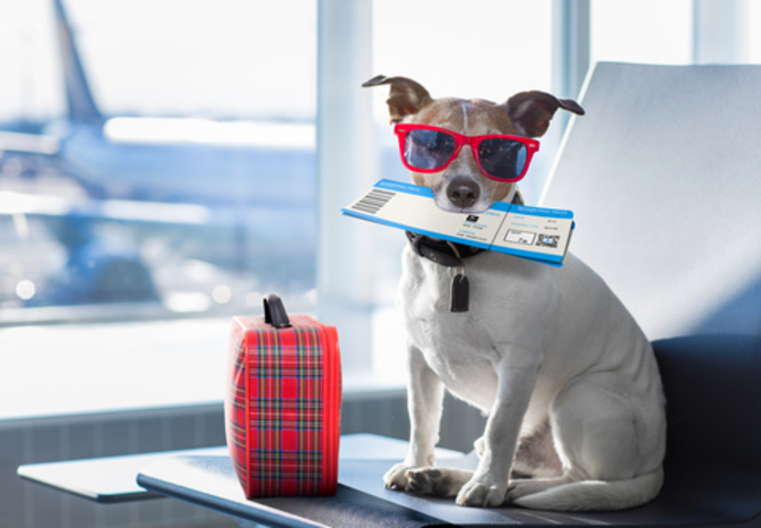 voyage animal de compagnie
