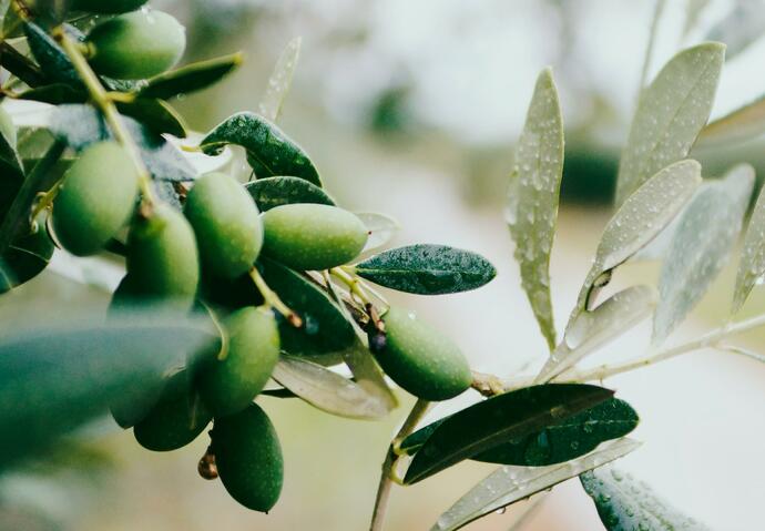 Huile d'olive : faites le bon choix