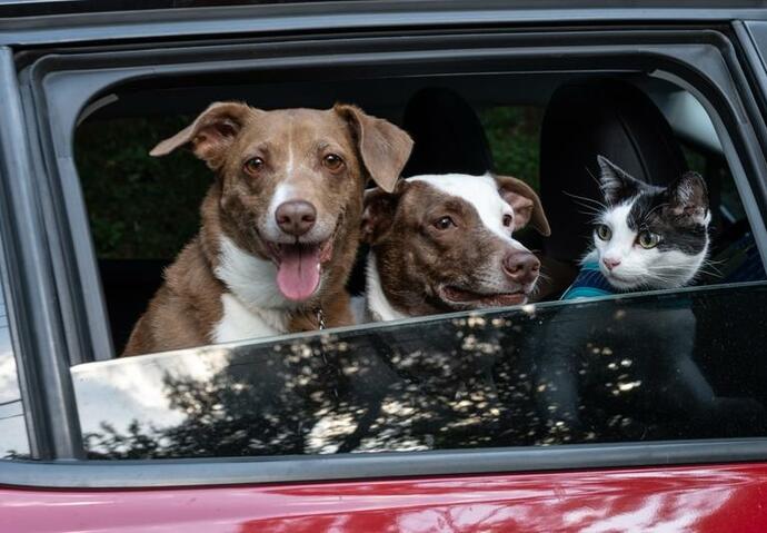 voyage animaux autoroute chaleur canicule
