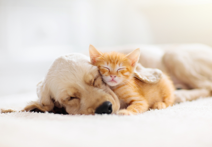 Animaux de compagnie