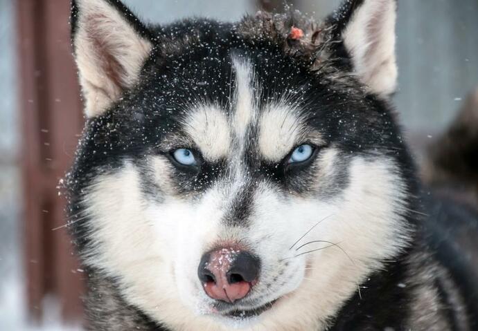 Husky