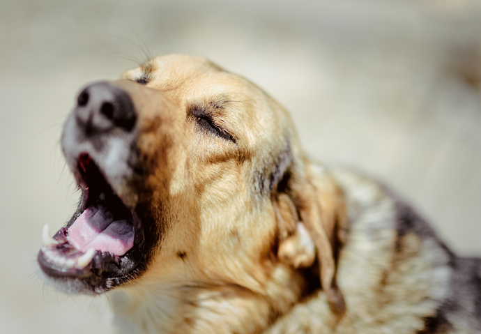Chiens aboiements