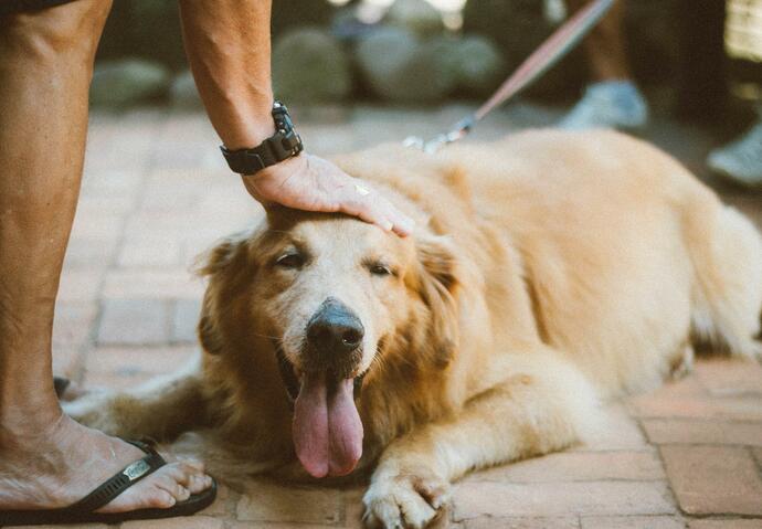 Chien