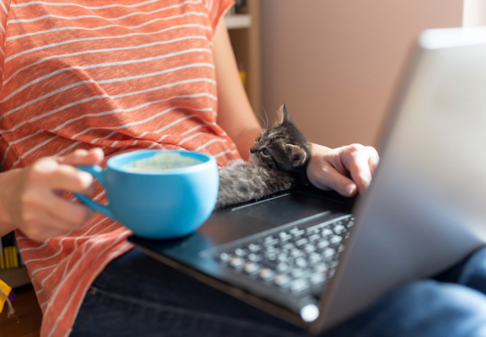 Ordinateur maison chat