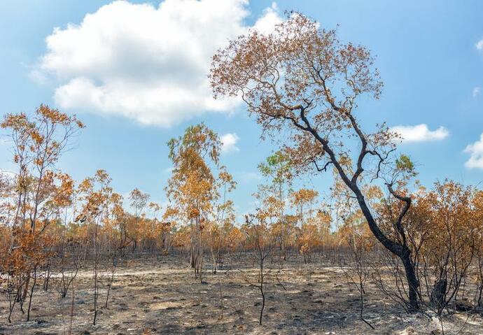 feu, foret, sinistre, incendie, aide