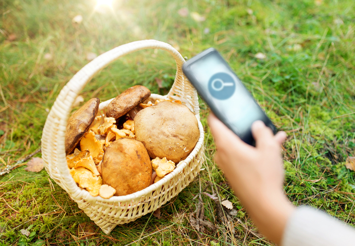 champignon application mobile