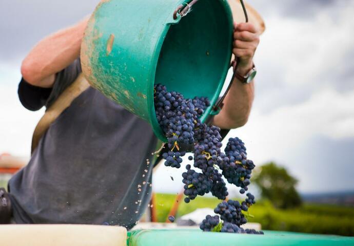 vendanges, vigne, raisin, vin, France, canicule, sécheresse, eau,