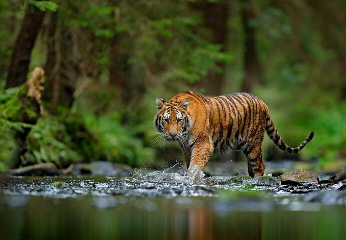 Tigre