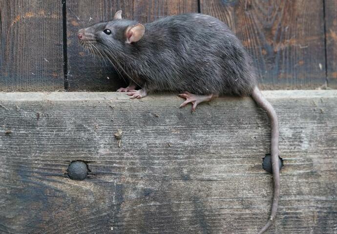 paris, marseille, rats, top 10, monde