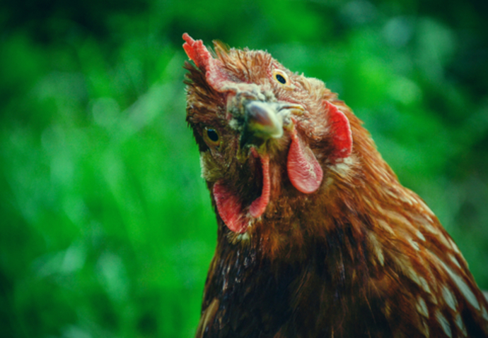 poule vente élevage