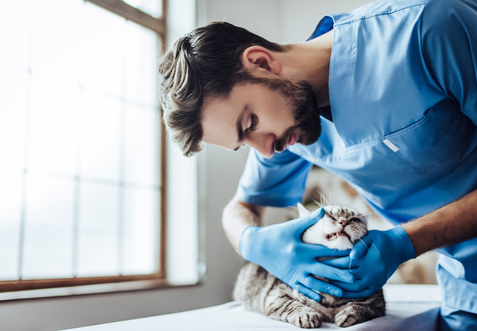 hausse dépense vétérinaire animal compagnie