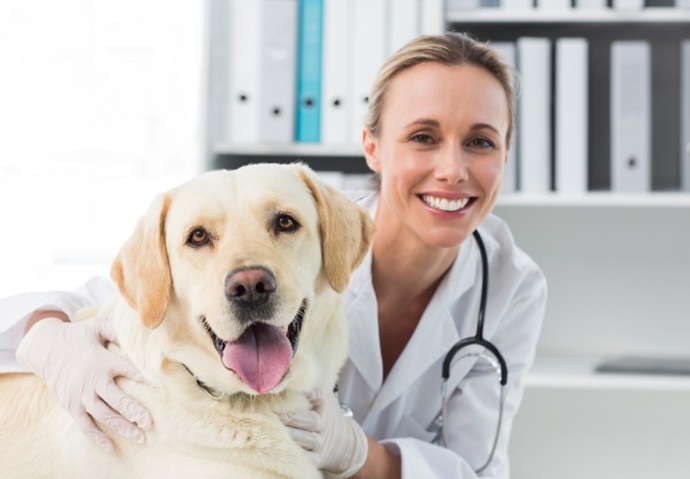 transfusion don sang chien chat animaux