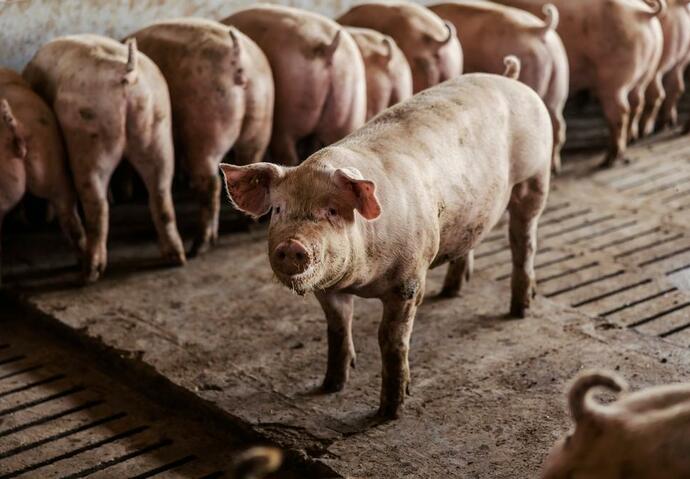 viande, porc, cochon, inflation, coût, hausse, prix, France, offre, demande, production, élevage