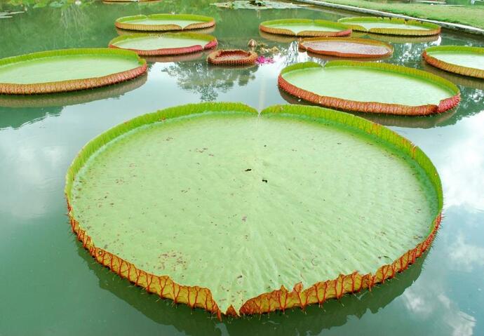 Nénuphar