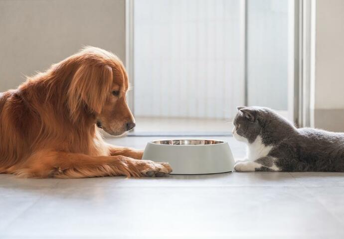 chiens et chats